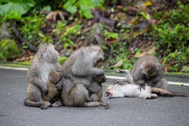 Foto gruppe der affen im wald