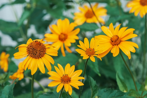 Gruppe der bunten saftigen gelben Blume mit orange Mitte und den klaren angenehmen reinen Blumenblättern.