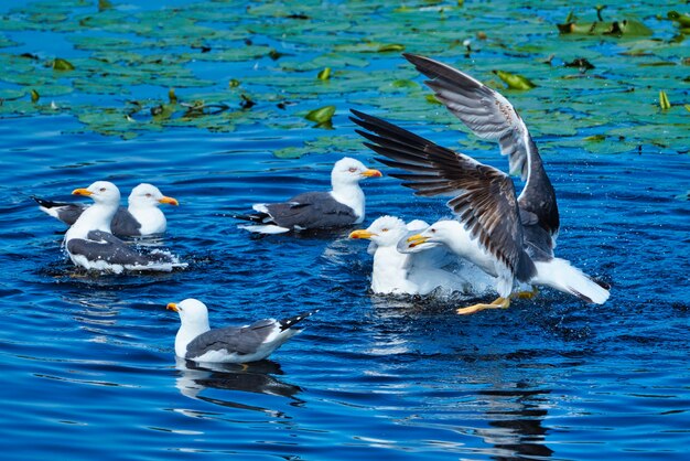 Gruppe der europäischen Silbermöwe auf Helgoland-Insel Dünenreinigungsfeder im Süßwasserteich Larus argentatus