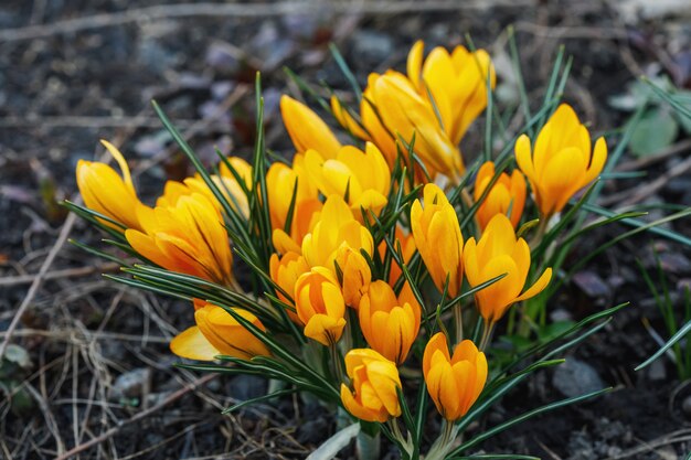 Gruppe der gelben Krokus longiflorusblumen im Frühlingsgarten