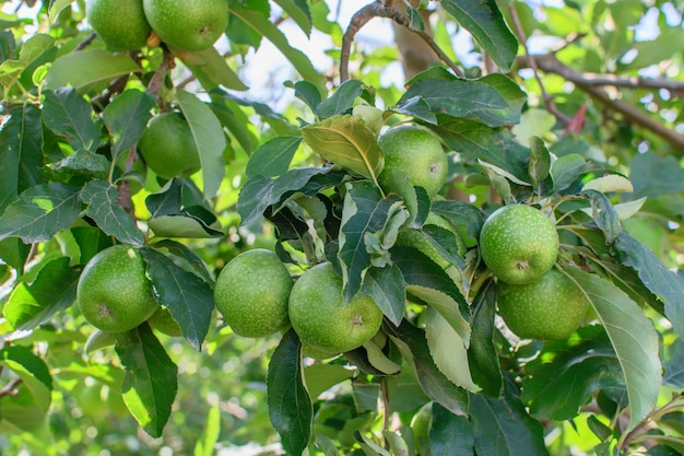 Gruppe der grünen Äpfel, die auf dem Zweig des Apfelbaums im Garten hängen.