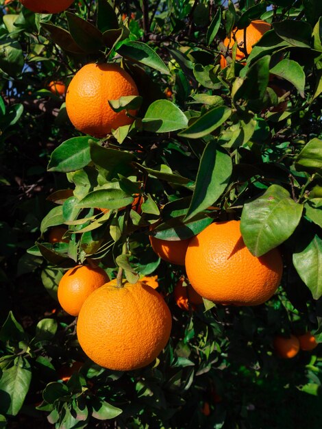 Gruppe der reifen Orange, die an einem Baum hängt