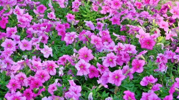 Gruppe der rosa Petunienblume im Garten Thailand