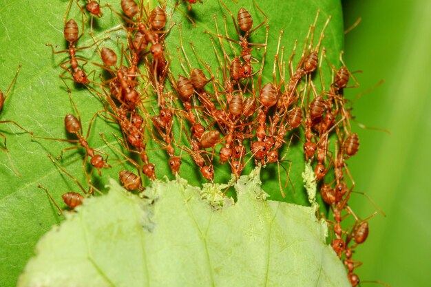 Foto gruppe der roten ameisen, die das blatt ziehen