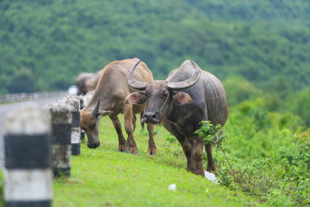 Gruppe des Büffels auf natürlichem Gebiet, Thailand