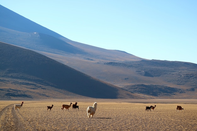 Gruppe des Lamas an den Andenvorbergen, das bolivianische Altiplano, Südamerika