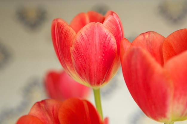 Foto gruppe des roten tulpenblühensblühens