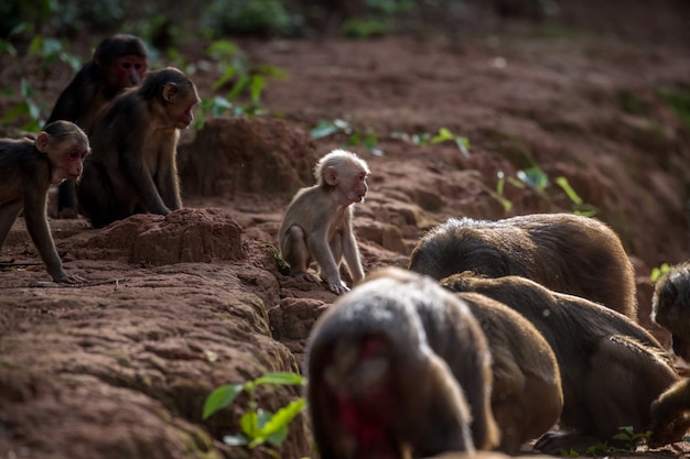 Gruppe des Stumpfs band Makaken an, tragen Makaken (Macaca arctoides) essen und stehen während eines ruhigen sonnigen Abends an der Phetchaburi-Provinz, nicht Jagdgebiet Khao Kapook Khao Tormoor, Thailand still