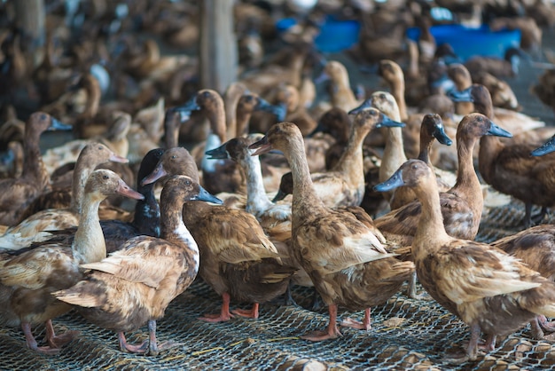 Gruppe Enten im Bauernhof, traditionelle Landwirtschaft in Thailand.