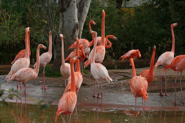 Gruppe Flamingos, die den Hals strecken