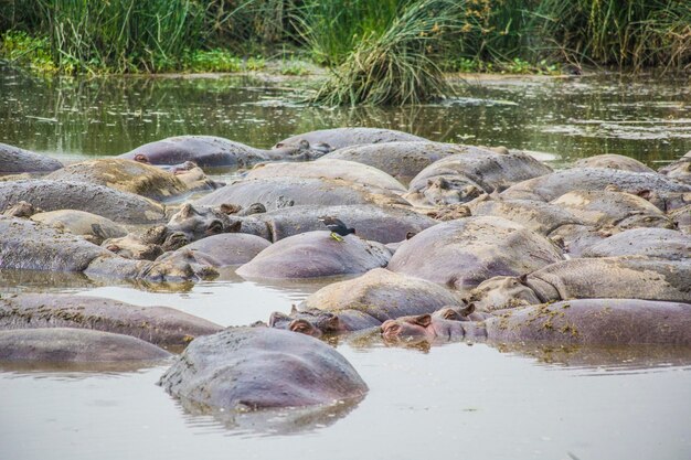 Gruppe Flusspferde, die im See von Ngorongoro-Krater, Tansania sich entspannen. Afrikanische Safari, Nilpferd herein