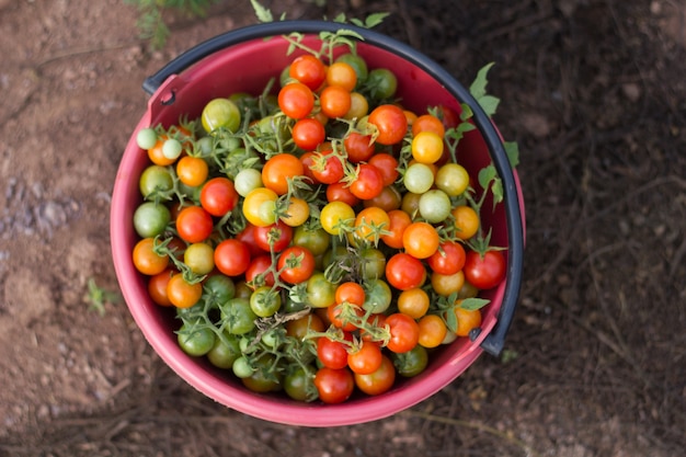 Gruppe frische Tomaten.