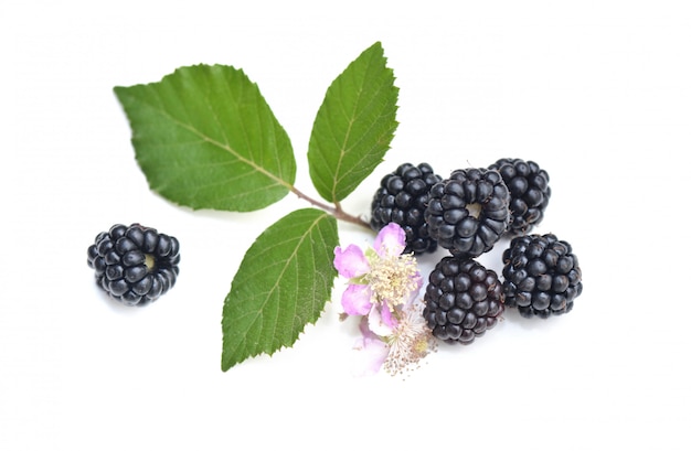 Gruppe Frischebrombeeren mit Blatt und Blume lokalisiert