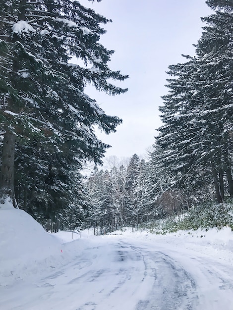 Gruppe frostige Fichten im Schnee