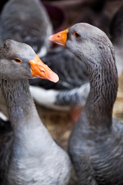 Gruppe Gänse