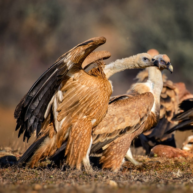 Gruppe Gänsegeier Gyps fulvus