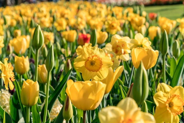 Gruppe gelbe Blumen