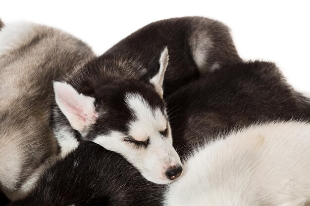 Gruppe glückliche Welpen des sibirischen Huskys auf Weiß