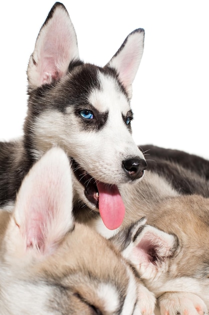 Gruppe glückliche Welpen des sibirischen Huskys auf Weiß