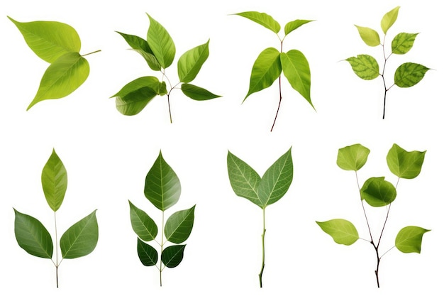 Gruppe grüner Blätter auf weißem Hintergrund Auf einer weißen oder klaren Oberfläche PNG durchsichtiger Hintergrund