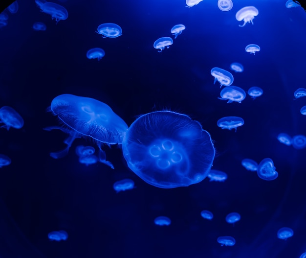 Gruppe hellblauer Quallen, die im Aquarium schwimmen