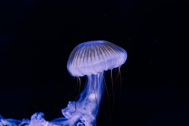 Gruppe hellblauer Quallen, die im Aquarium schwimmen