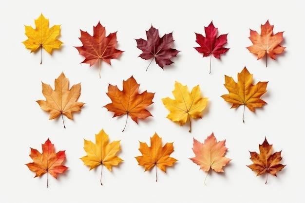 Gruppe isolierter bunter Herbstblätter auf weißem Hintergrund