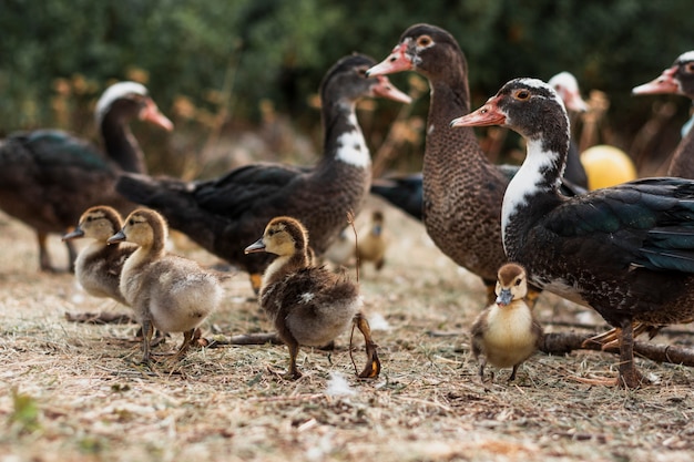 Gruppe junge Enten mit den kleinen Knospen