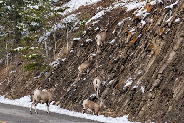 Gruppe junger Dickhornschafe, die auf dem schneebedeckten felsigen Berghang des Banff-Nationalparks stehen