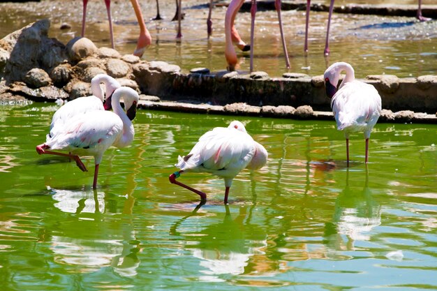 Gruppe karibischer Flamingos auf Wasser