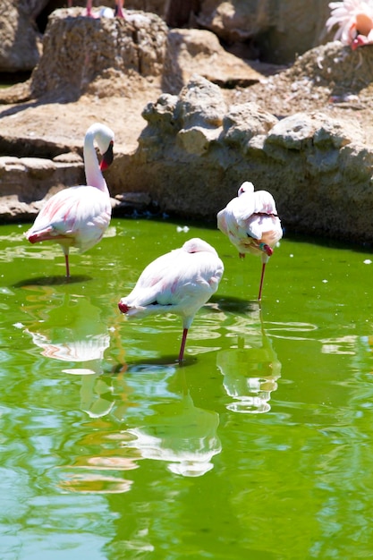 Gruppe karibischer Flamingos auf Wasser