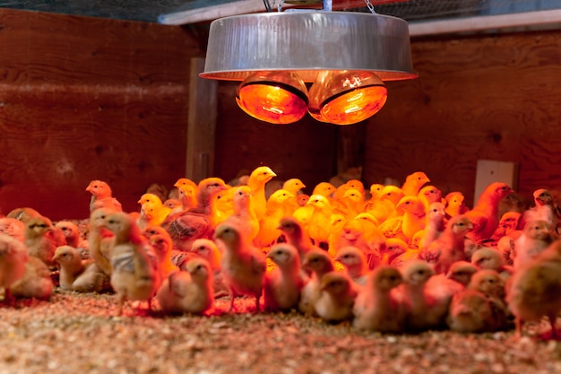 Gruppe kleines gelbes Huhn im warmen Licht