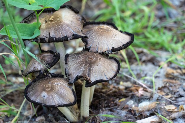 Foto gruppe kontingent essbare tintenkappenpilz im laubwald common coprinopsis atramentaria wachsen