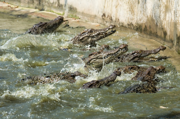 Gruppe Krokodil isst ein Huhn im Teich