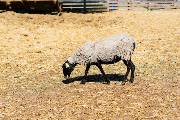 Gruppe lustige Schafe. Porträt von Schafen auf dem Bauernhof.