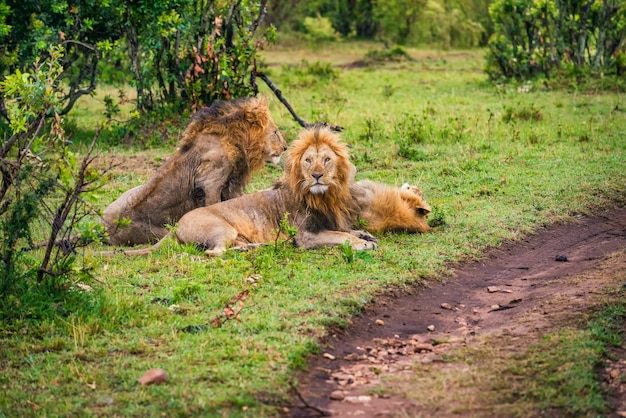 Gruppe männlicher Löwen, die sich ausruhen