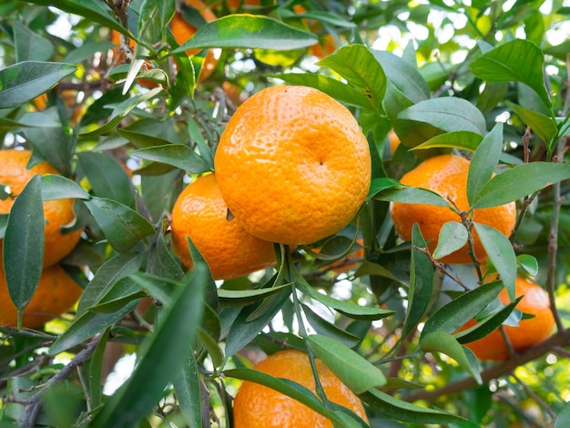 Gruppe Mandarinen Reife Orange, die an einem Baum hängt