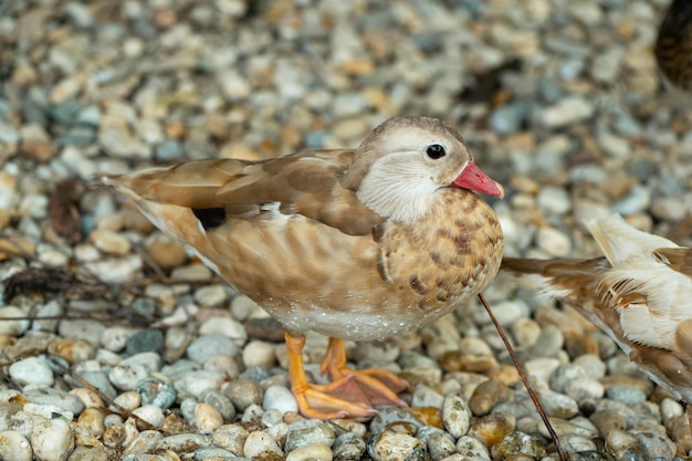 Gruppe Mandarinenten auf dem Bauernhof