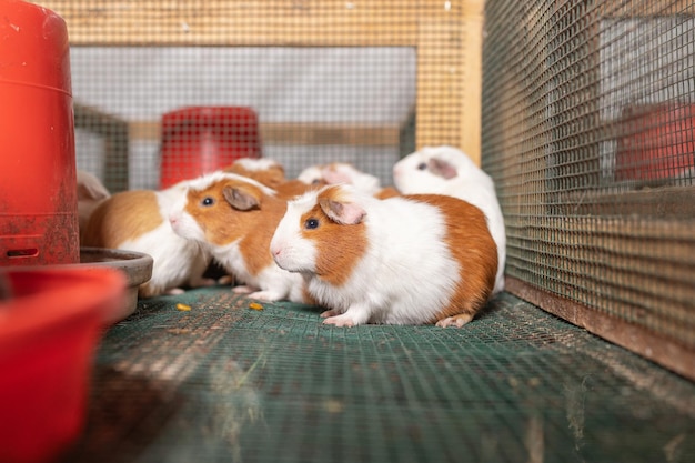 Gruppe Meerschweinchen, die in einem Käfig einer Farm essen