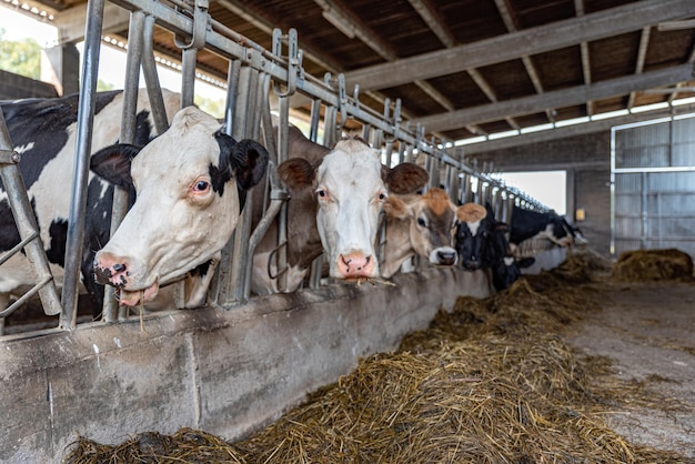 Gruppe Milchkühe kauerte im Kuhstall und schaute in die Kamera