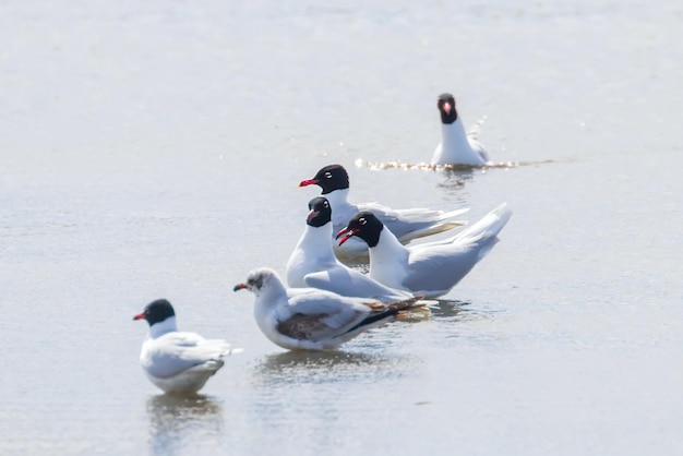 Gruppe Mittelmeermöwen, die auf dem Wasser schwimmen