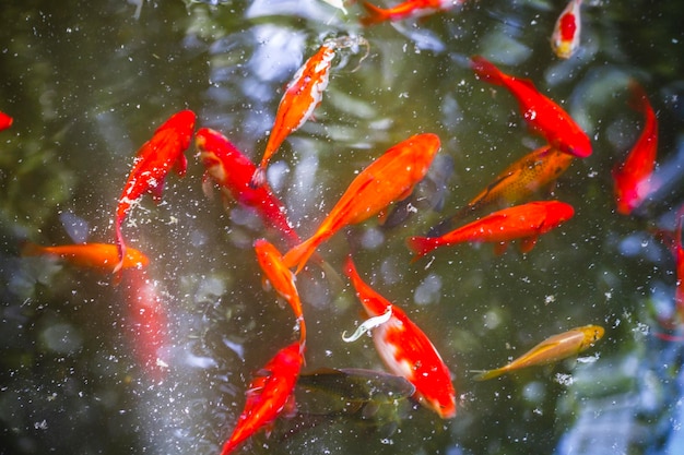 Gruppe orangefarbener Karpfen im Wasser