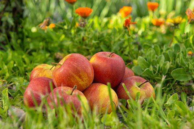 Gruppe Äpfel im Gras, nahe einem Baum