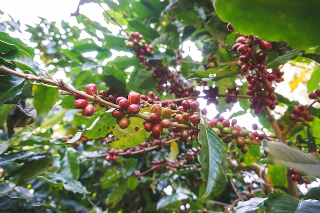 Gruppe reifer und roher Kaffee berrie