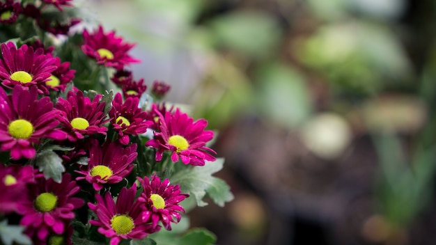 Gruppe rosa Chrysanthemen