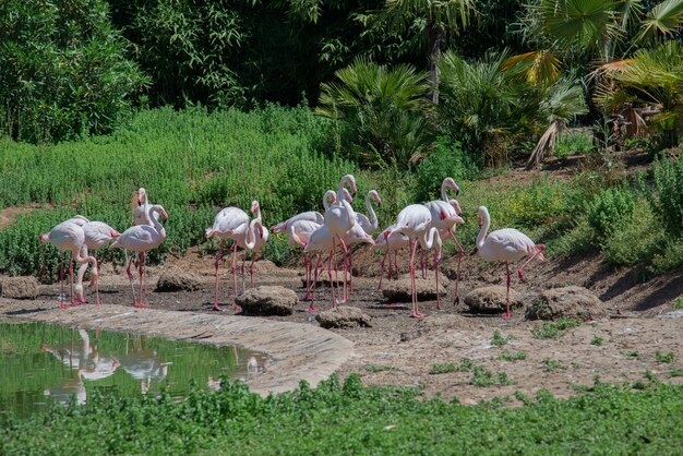 Gruppe rosa Flamingos im Naturgarten