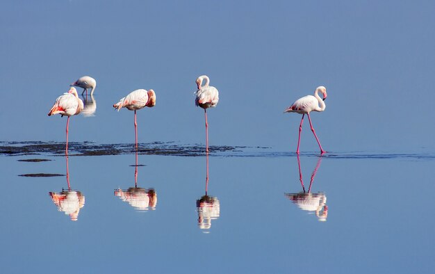 Gruppe rosa Flamingovögel in der blauen Lagune an einem sonnigen Tag