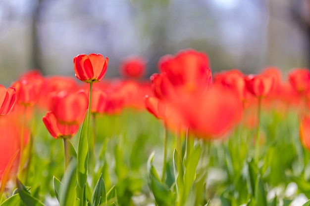 Gruppe rote Tulpen im Park. Frühlingslandschaft, schöne Naturnahaufnahme mit hellem unscharfem Rücken