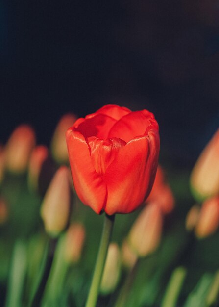 Gruppe rote Tulpen im Park Frühlingslandschaft