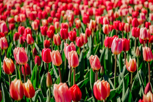 Gruppe rote Tulpen im Park